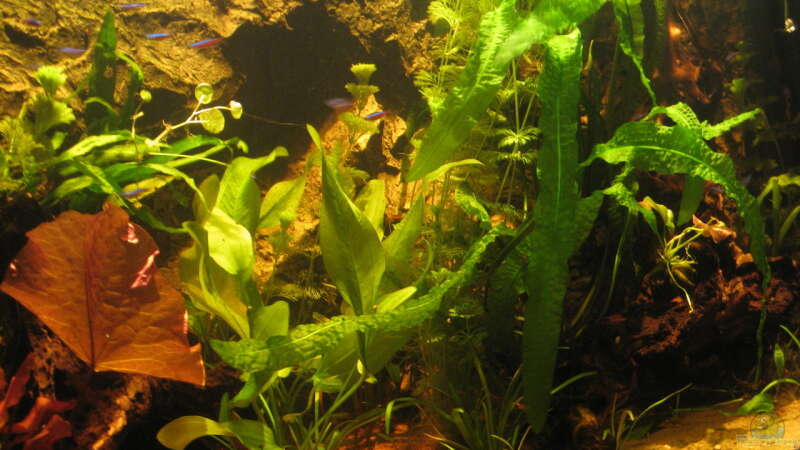 Aquarium Irgendwo im Amazonas von Fishfan (2)