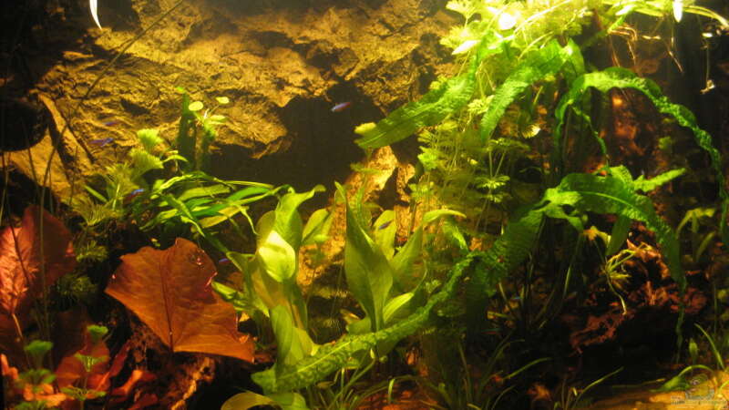 Aquarium Irgendwo im Amazonas von Fishfan (3)