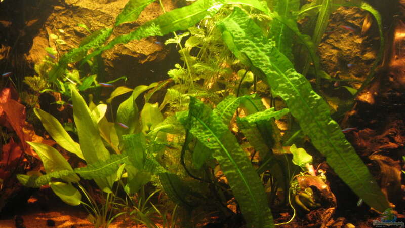 Aquarium Irgendwo im Amazonas von Fishfan (4)
