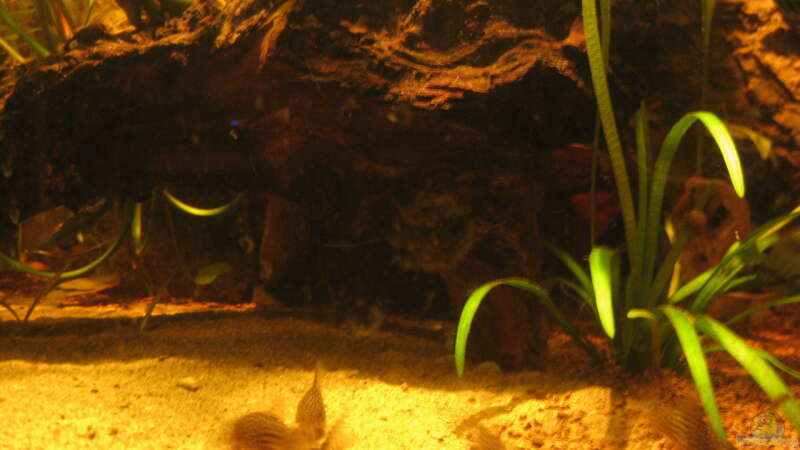 Besatz im Aquarium Irgendwo im Amazonas von Fishfan (17)