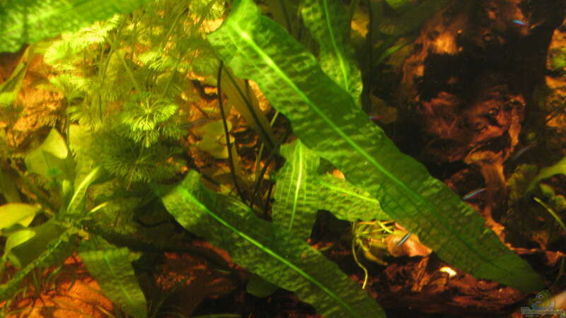 Dekoration im Aquarium Irgendwo im Amazonas von Fishfan (16)