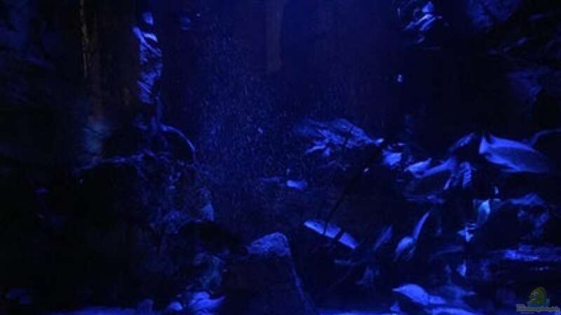 Aquarium Juwel Trigon 190 &quot;MALAVI&quot; CW von Christian Wiederanders (15)