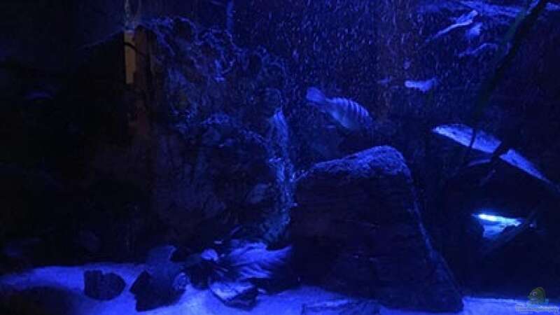 Aquarium Juwel Trigon 190 &quot;MALAVI&quot; CW von Christian Wiederanders (8)