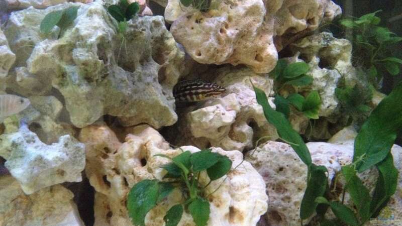 Schachbrett-Schlankcichlide - Julidochromis marlieri mit Jungtier, seht ihrs von similis (31)