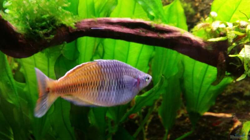 Boesemani Regenbogenfisch  von Gigi (32)