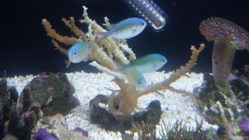 Aquarium Nautilus von Red ( Jürgen ) (5)