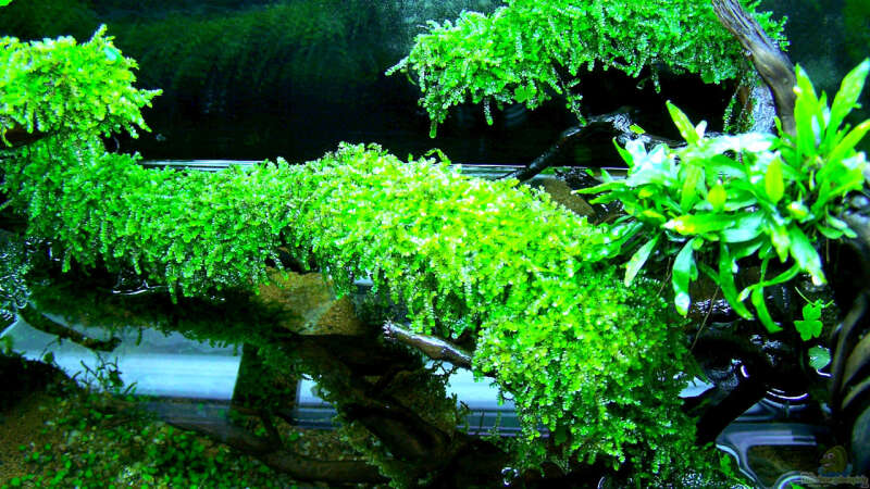 Pflanzen im Aquarium Schulaquarium von Fredo Fuss (3)