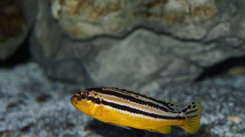  Melanochromis auratus  von Malawinator (12)