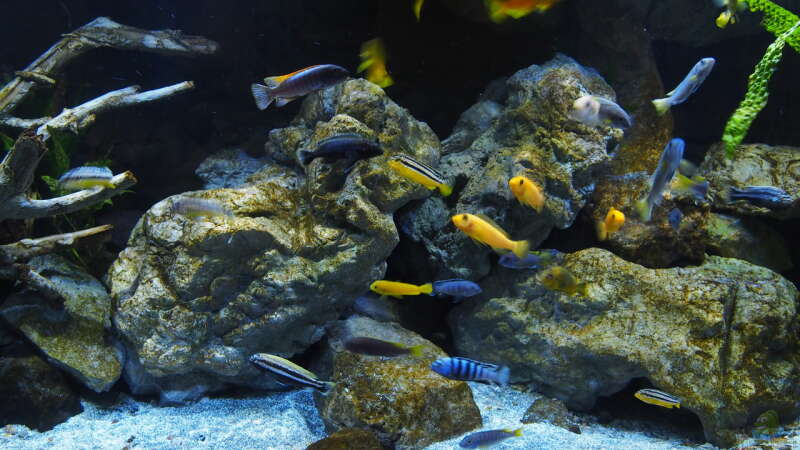 Aquarium Becken 32316 von Malawinator (10)
