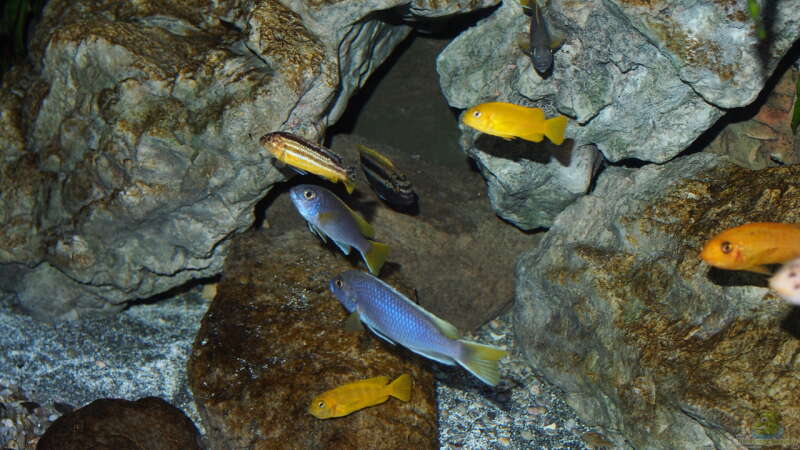 Aquarium Becken 32316 von Malawinator (11)