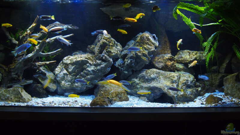 Aquarium Becken 32316 von Malawinator (2)