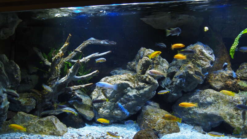 Aquarium Becken 32316 von Malawinator (3)