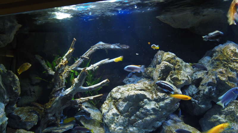 Aquarium Becken 32316 von Malawinator (4)