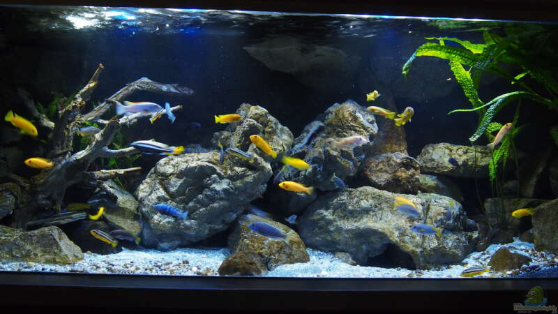 Aquarium Becken 32316 von Malawinator (5)