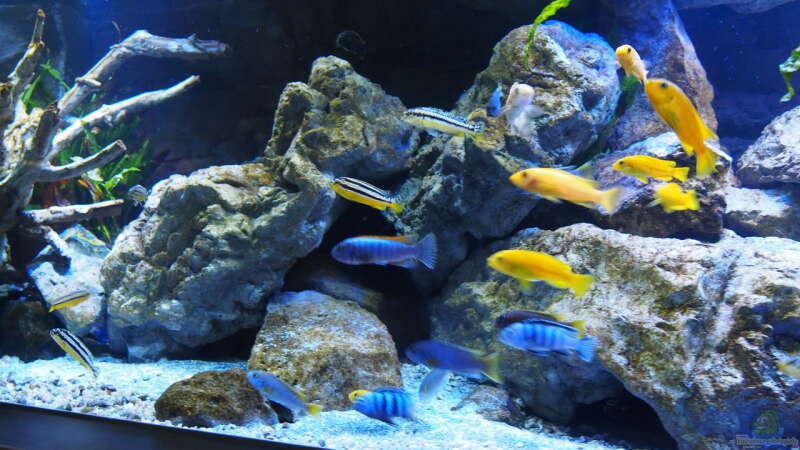 Aquarium Becken 32316 von Malawinator (6)