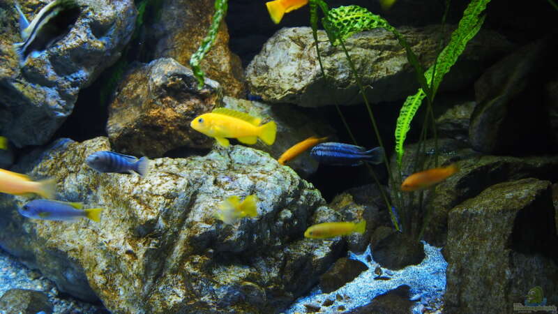 Aquarium Becken 32316 von Malawinator (8)