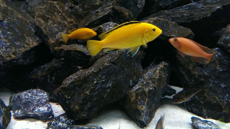 Labidochromis Yellow von Malawi91 (25)