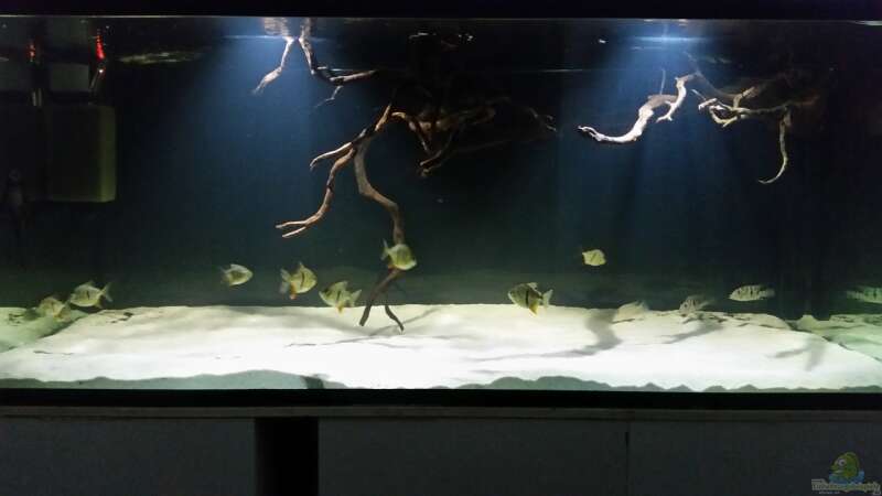 Aquarium Fluss-Monster (Nur noch als Beispiel) von Bernd N. (11)