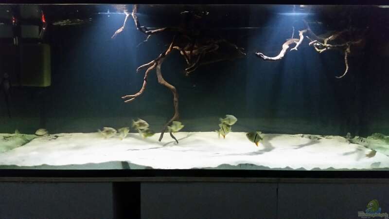 Aquarium Fluss-Monster (Nur noch als Beispiel) von Bernd N. (12)