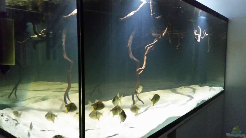 Aquarium Fluss-Monster (Nur noch als Beispiel) von Bernd N. (13)