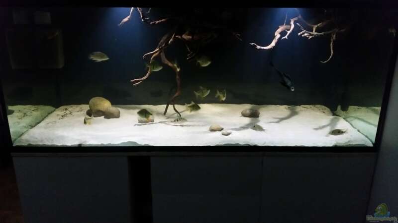 Aquarium Fluss-Monster (Nur noch als Beispiel) von Bernd N. (16)