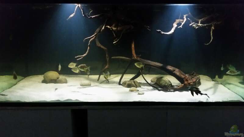 Aquarium Fluss-Monster (Nur noch als Beispiel) von Bernd N. (18)
