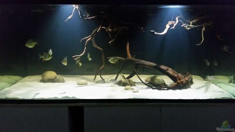 Aquarium Fluss-Monster (Nur noch als Beispiel) von Bernd N. (19)