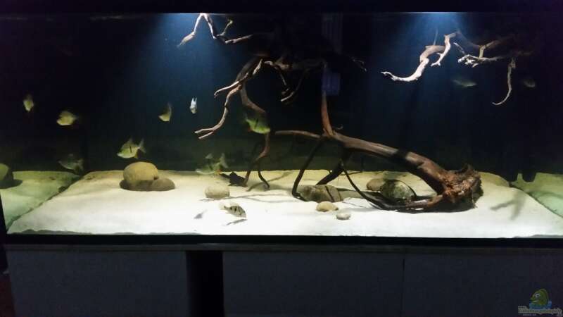 Aquarium Fluss-Monster (Nur noch als Beispiel) von Bernd N. (23)