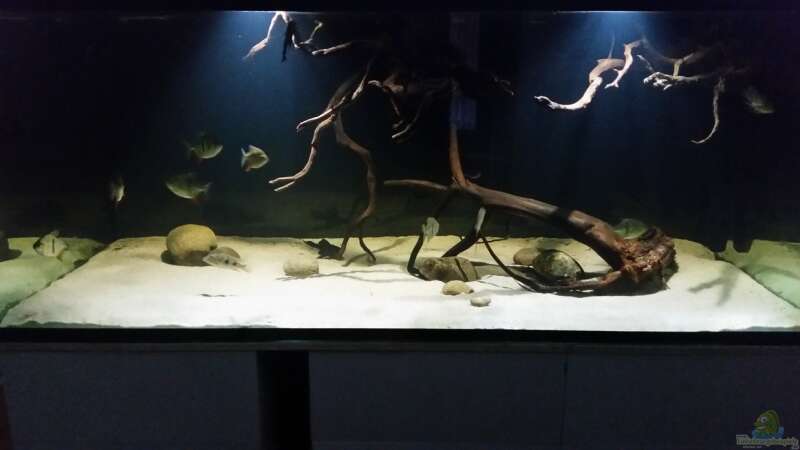Aquarium Fluss-Monster (Nur noch als Beispiel) von Bernd N. (24)