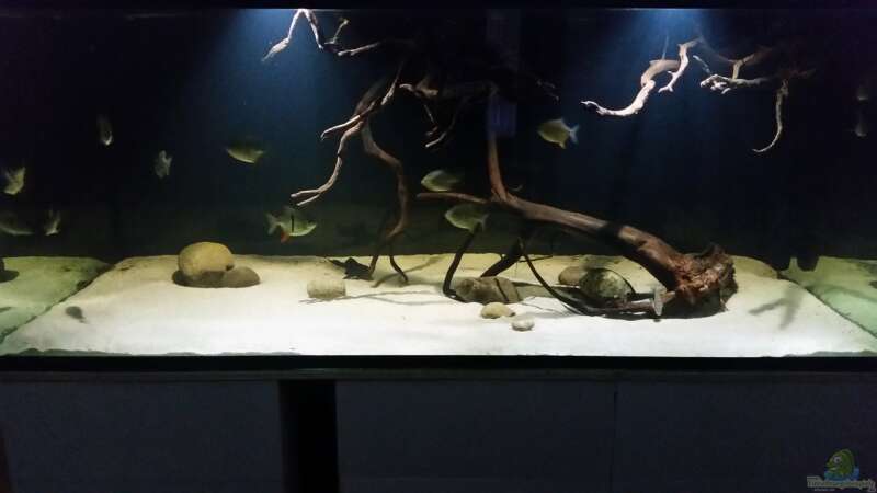 Aquarium Fluss-Monster (Nur noch als Beispiel) von Bernd N. (25)
