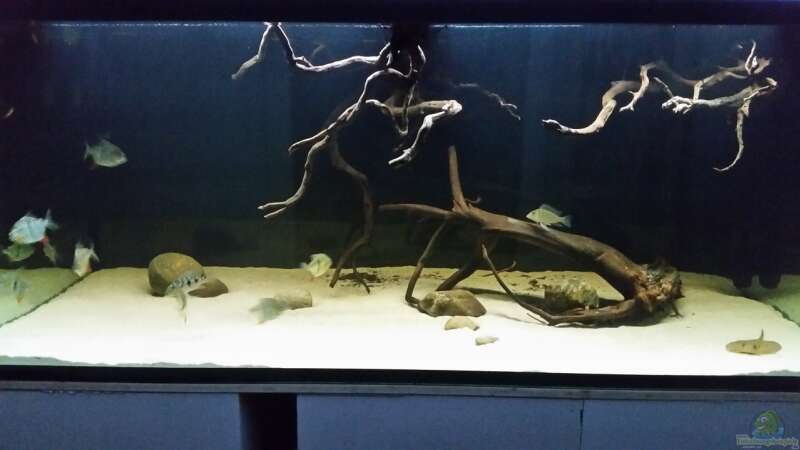 Aquarium Fluss-Monster (Nur noch als Beispiel) von Bernd N. (27)