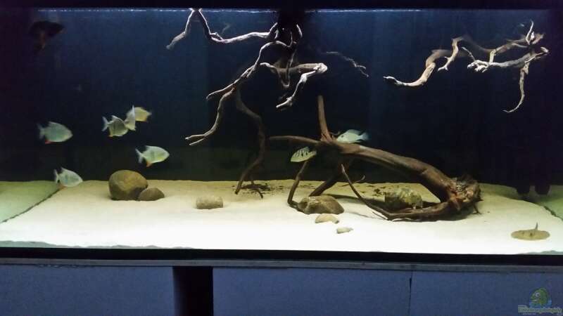 Aquarium Fluss-Monster (Nur noch als Beispiel) von Bernd N. (28)