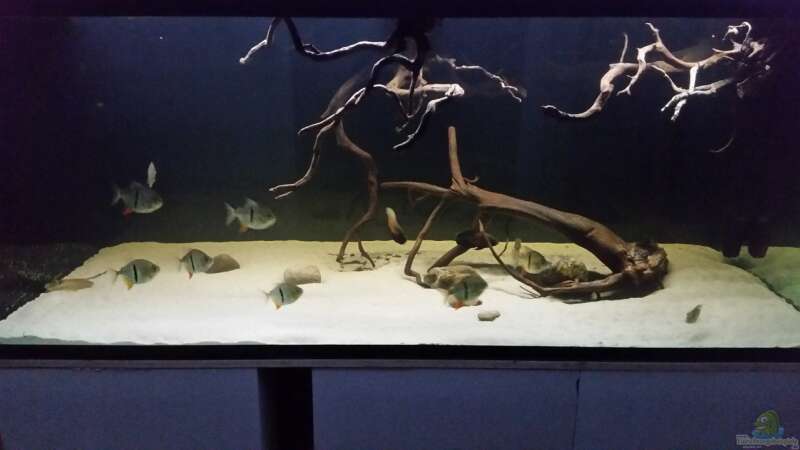 Aquarium Fluss-Monster (Nur noch als Beispiel) von Bernd N. (30)