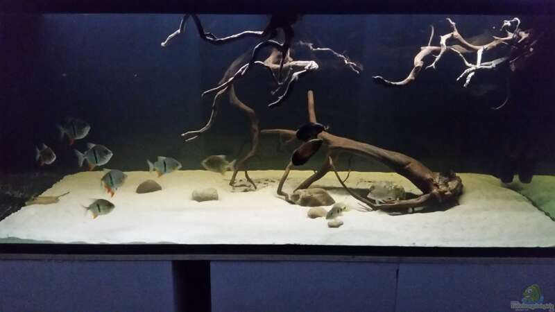 Aquarium Fluss-Monster (Nur noch als Beispiel) von Bernd N. (31)