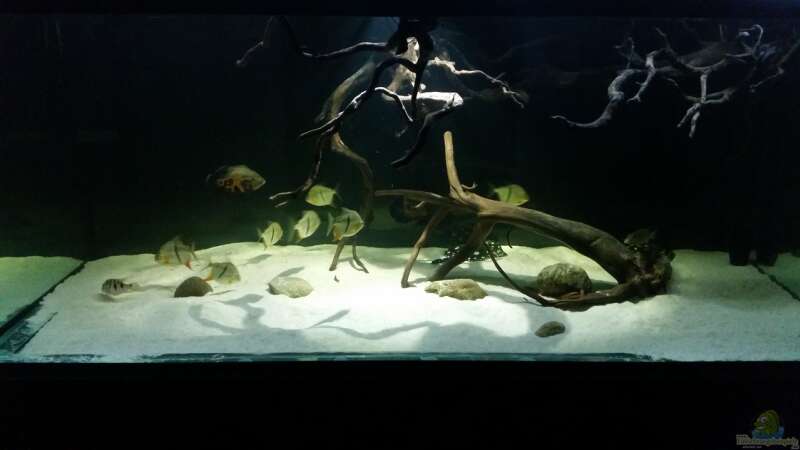 Aquarium Fluss-Monster (Nur noch als Beispiel) von Bernd N. (37)