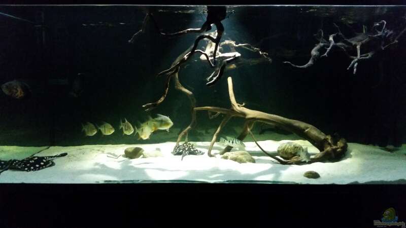 Aquarium Fluss-Monster (Nur noch als Beispiel) von Bernd N. (41)