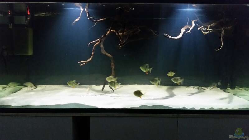 Aquarium Fluss-Monster (Nur noch als Beispiel) von Bernd N. (8)