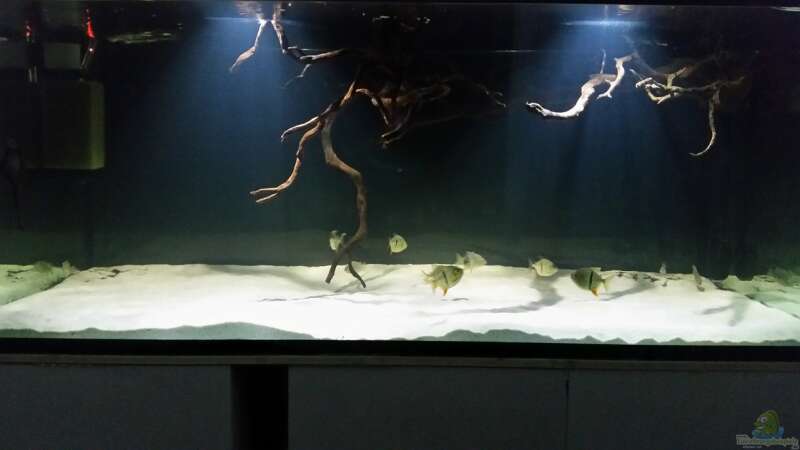 Aquarium Fluss-Monster (Nur noch als Beispiel) von Bernd N. (9)
