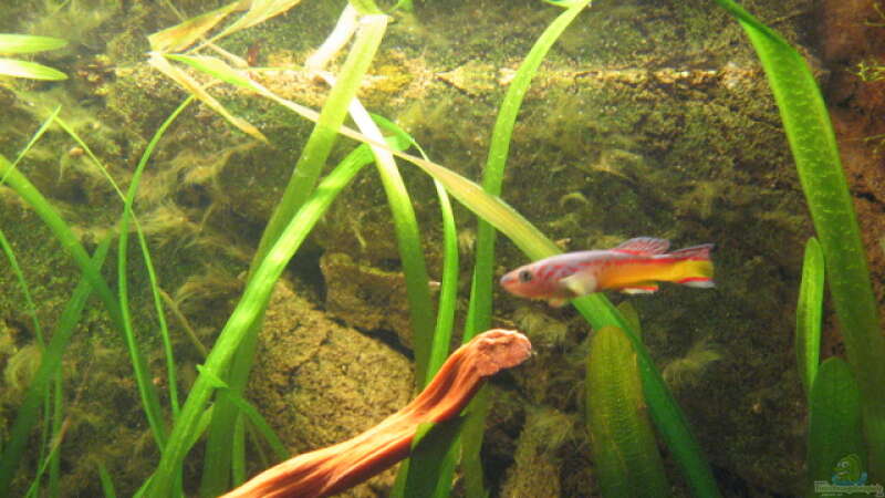 Aquarien mit Fundulopanchax amieti (Amiets Prachtkärpfling)