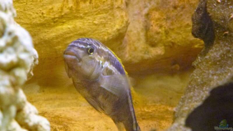 Türkisgoldbarsch - Melanochromis auratus von Ecky (13)