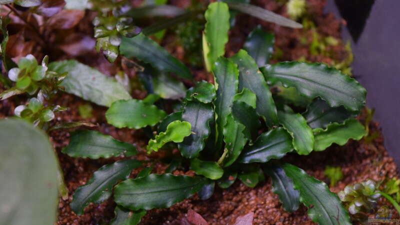 Bucephalandra spec. Wavy Leaf emers von Junglist (50)