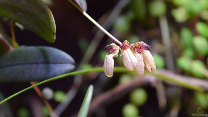 Bulbophyllum roxburghii von Junglist (26)