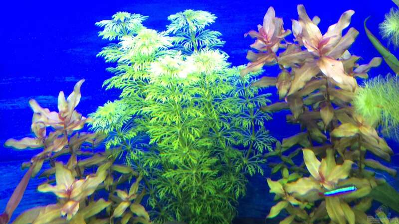 Pflanzen im Aquarium Deep Blue Sea von .Andreas. (20)
