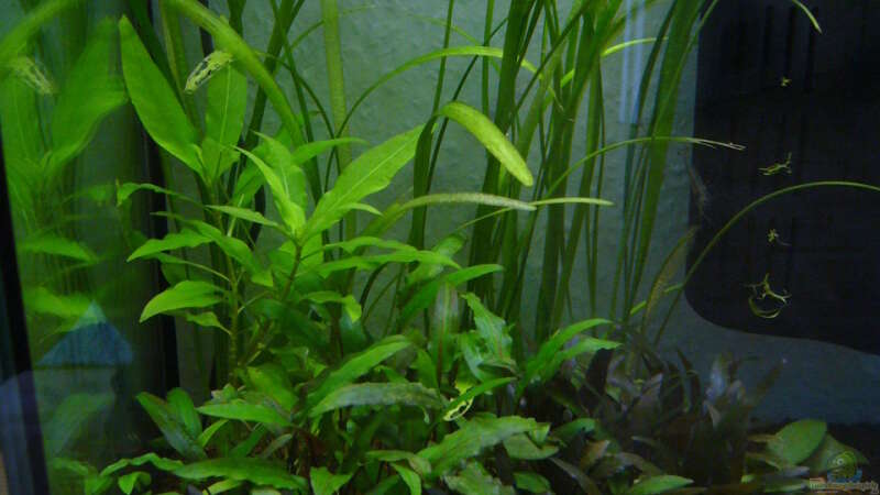 Pflanzen im Aquarium Asien-Bach (nur Beispiel) von DavidK31 (4)