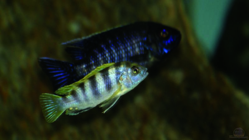 Labidochromis spec. Perlmutt / Aulonocara spec. Lwanda yellow top von MalawiMartin (22)