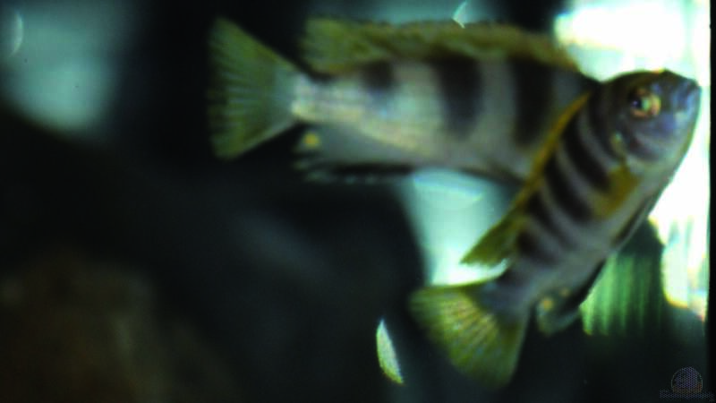 Labidochromis spec. Perlmutt von MalawiMartin (23)