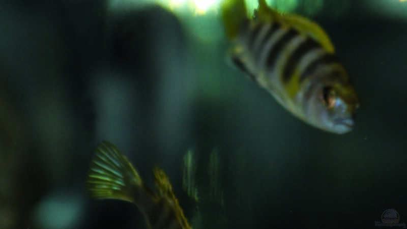 Labidochromis spec. Perlmutt von MalawiMartin (30)
