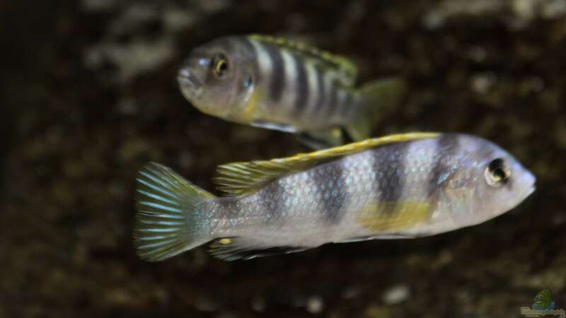 Labidochromis spec. Perlmutt von MalawiMartin (32)