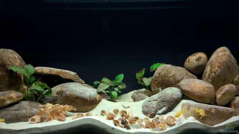 ??bersicht von axolotl (6)