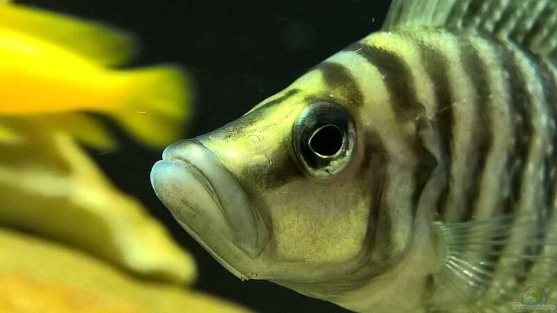 Besatz im Aquarium Tanganjikatümpel (Nur noch als Beispiel) von axolotl (24)